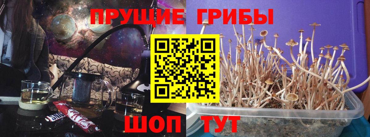 где найти   Вход с VPN  Псилоцибиновые грибы GOLDEN TEACHER  Алексеевка  Галлюциногенные грибы мицелий 